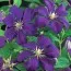 Клематис Etoile Violette фото