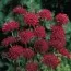 Короставник Red Knight фото