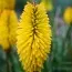 Книфофия Bees Lemon фото
