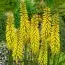 Книфофия Sunningdale Yellow фото