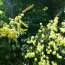 Кельрейтерия метельчатая (мыльное дерево) фото