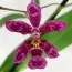 Орхидея Wilsonara Kolibri фото