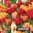 Комбо Тюльпаны Red, Orange & Yellow Blend (Брендовые луковицы KAPITEYN®) фото