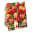 Комбо Тюльпаны Red, Orange & Yellow Blend (Брендовые луковицы KAPITEYN®) фото
