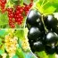 Комплект плодовых кустарников Витаминный заряд фото