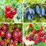 Комплект плодовых кустарников Изысканный Микс фото