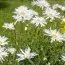 Нивяник Crazy Daisy фото