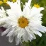 Нивяник Crazy Daisy фото