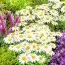 Нивяник Snowcap фото
