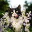 Котовник Six Hills Giant фото