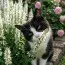 Котовник Alba фото