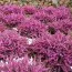 Эрика Kramer's Rote фото