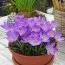 Крокус Aqua 5/7 фото