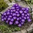 Крокус Barr's Purple фото
