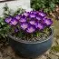 Крокус Barr's Purple фото