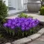 Крокус Blue Ocean фото