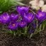 Крокус Flower Record фото