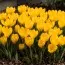 Крокус Golden Yellow фото