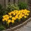 Крокус Golden Yellow фото