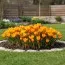 Крокус Orange Monarch фото