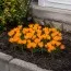 Крокус Orange Monarch фото