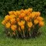 Крокус Orange Monarch фото