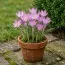 Крокус Roseus фото