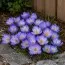 Крокус Speciosus фото