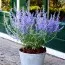 Перовския Lacey Blue фото