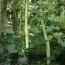 Лагенария Снаке (змея) фото