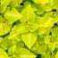 Яснотка Aureum фото