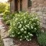 Лапчатка Tilford Cream фото