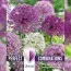 Комбо Аллиумы Large Ball Blend (Брендовые луковицы KAPITEYN®) фото