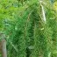 Лиственница Stiff Weeper фото