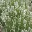 Лаванда Arctic Snow фото