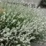 Лаванда Arctic Snow фото
