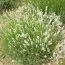 Лаванда Arctic Snow фото