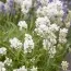 Лаванда Arctic Snow фото