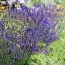 Лаванда Hidcote Blue Strain фото
