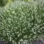 Лаванда Angustifolia Белая фото