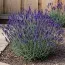 Лаванда Dark Hidcote Blue фото