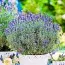 Лаванда Dwarf Blue фото