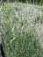 Лаванда Edelweiss (рассада) фото