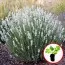 Лаванда Edelweiss (рассада) фото