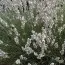 Лаванда Edelweiss (рассада) фото