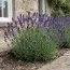 Лаванда Hidcote фото