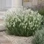 Лаванда Hidcote White фото