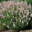 Лаванда Loddon Pink фото
