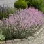Лаванда Rosea фото