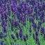 Лаванда Lavance Purple фото